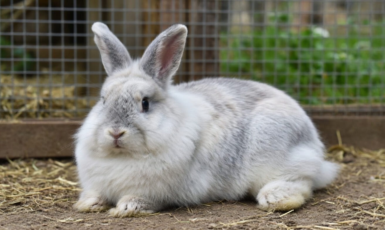 A fluffy French Angora rabbit