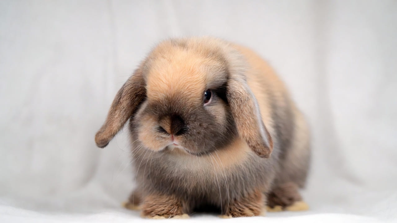 A cute Holland Lop rabbit