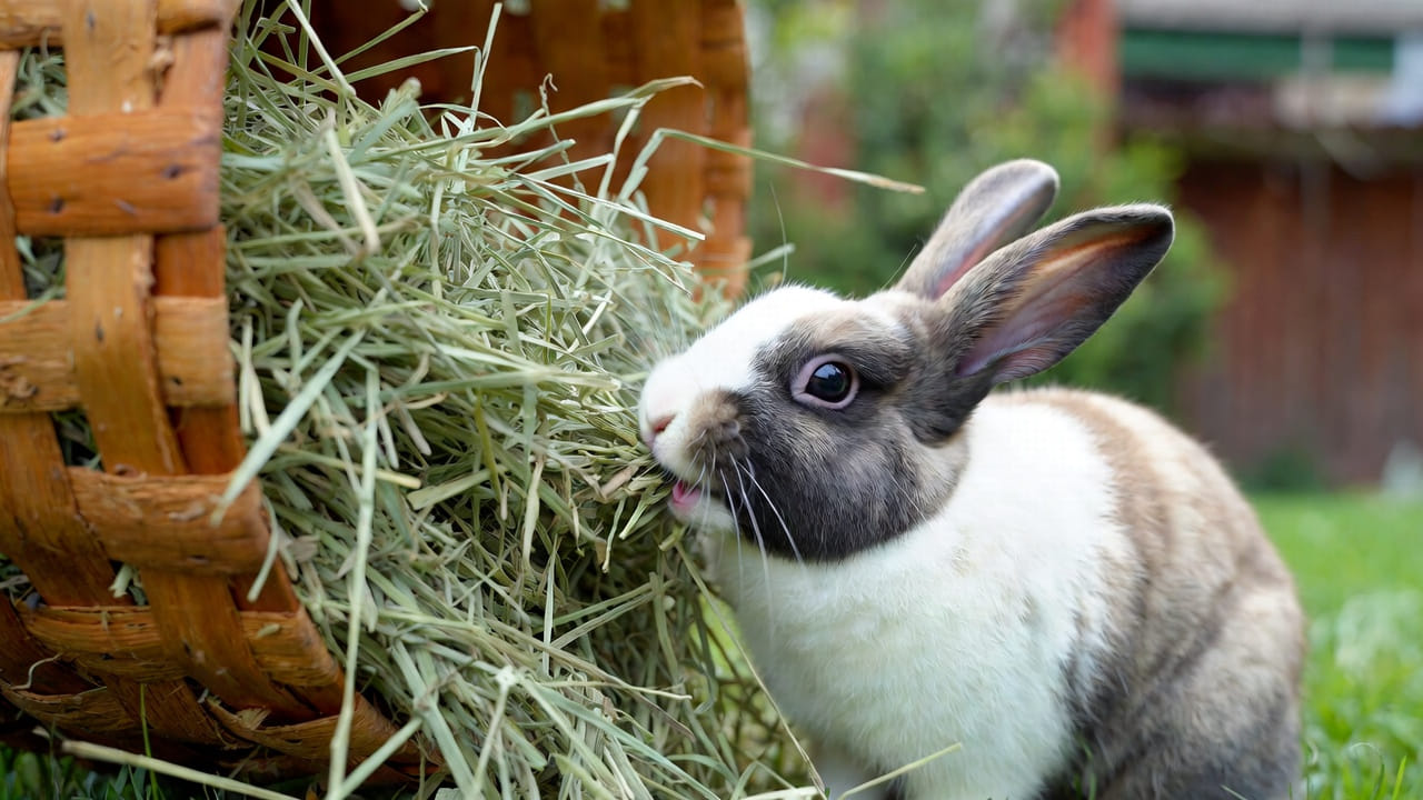 Rabbit Feeding & Nutrition